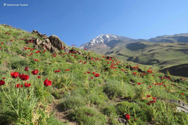 دشت لار؛ مکان تماشایی شقایقهای وحشی